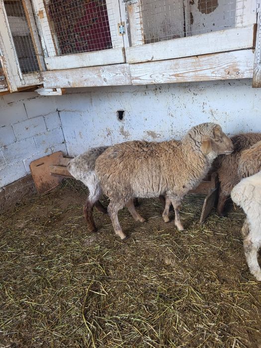 Сатамын токтылар 75000