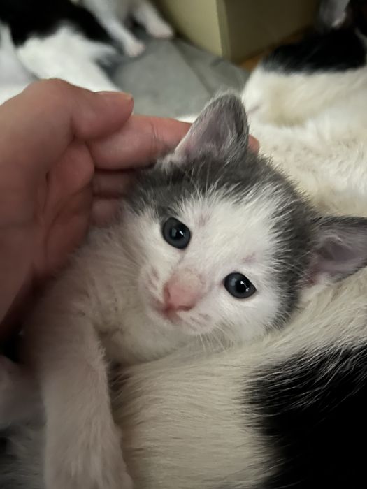 Котята девочки 1 мес. Отдам в добрые руки