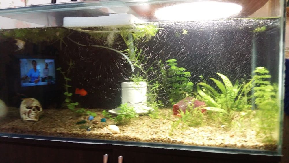 Большой аквариум