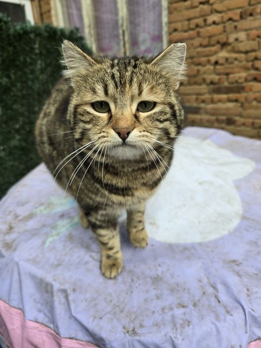 Подаряват се котета