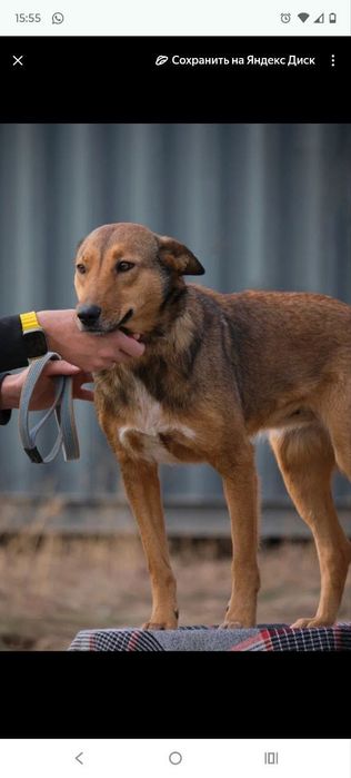 сТорожа, ОхраНики ,ЗвоНочки