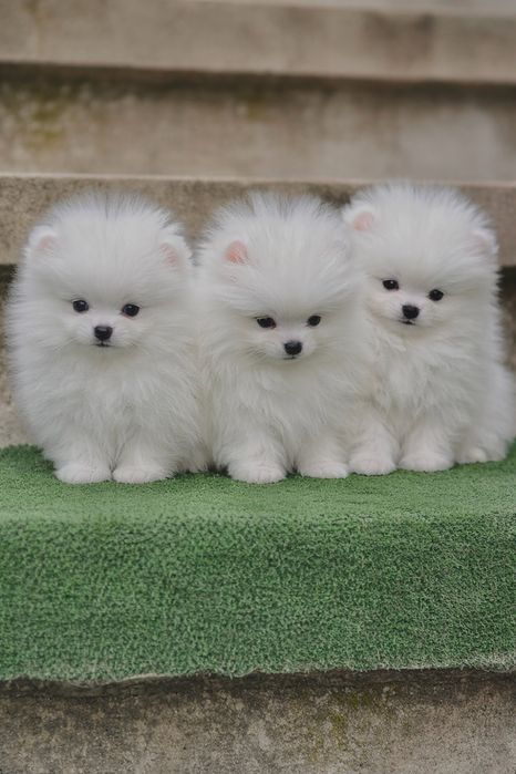 Померан померани мини