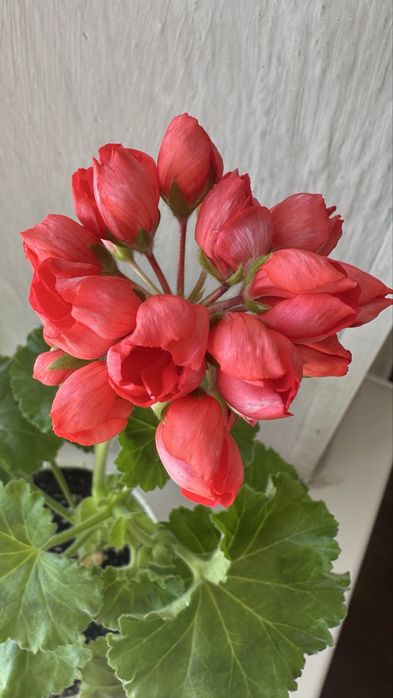 Укореннёные черенки сортовых пеларгоний