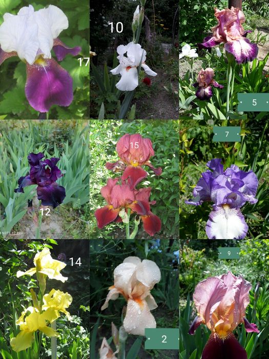 Продаю ирисы ирисы.