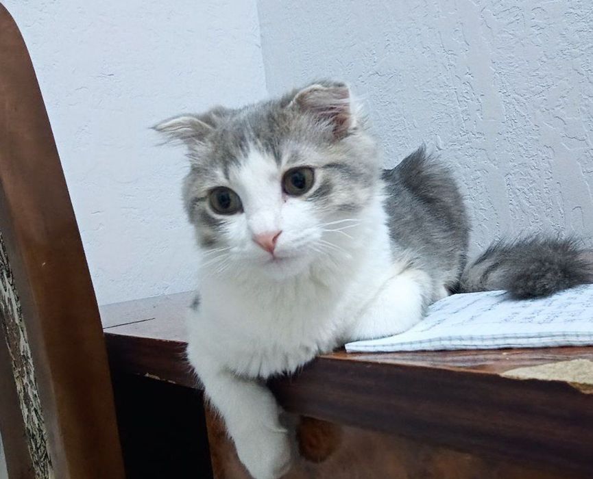 шотландская вислоухая кошка