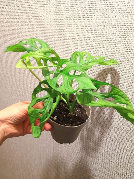 Продам Монстера Манки Адансони