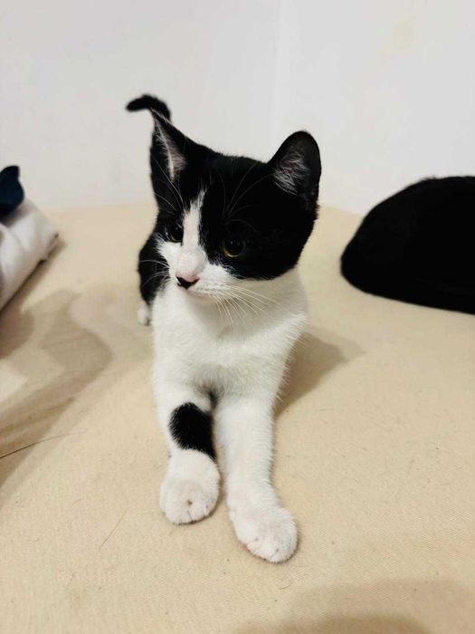 I want to sell cat