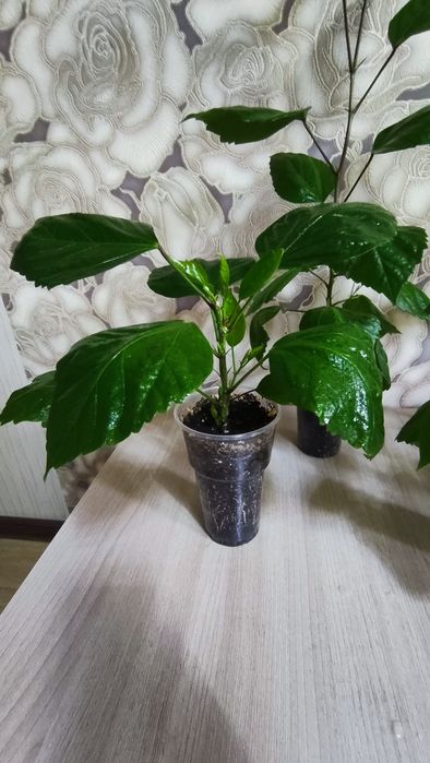 Продам гибискус (китайская роза)