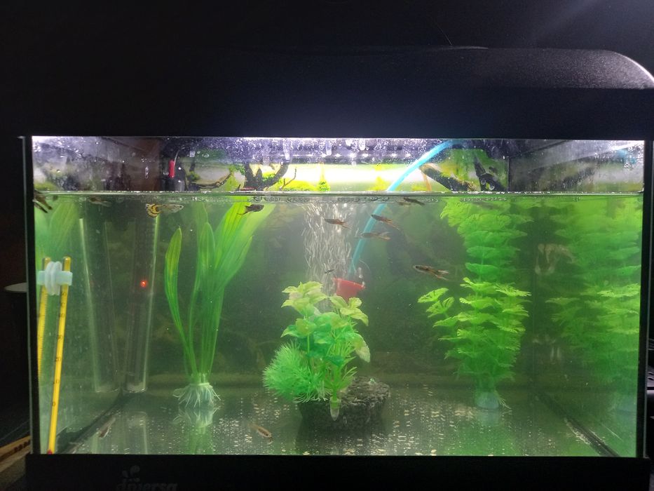 Vand acvariu echipat pentru pesti