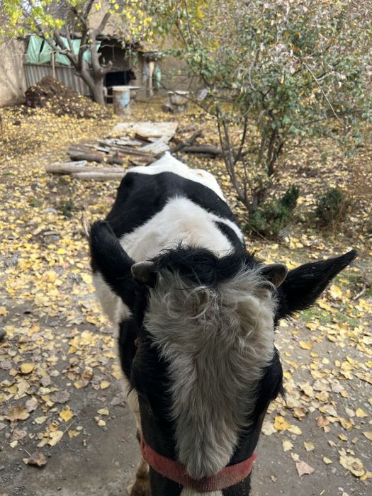 Sigir sotilad Yosh 1 ta tuqqan