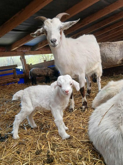 Capre metisi boer saanen cu iezi !