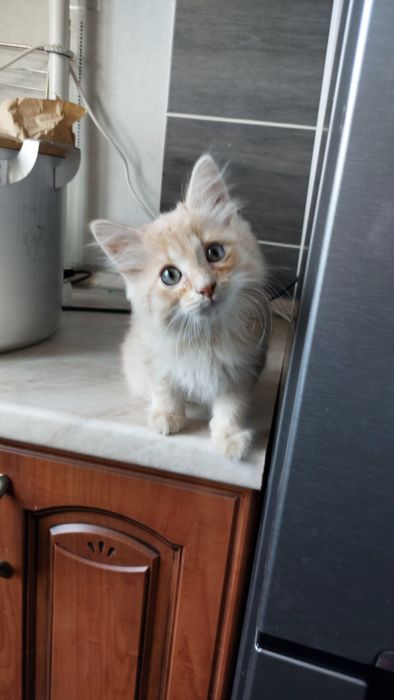 Отдам даром бесплатно