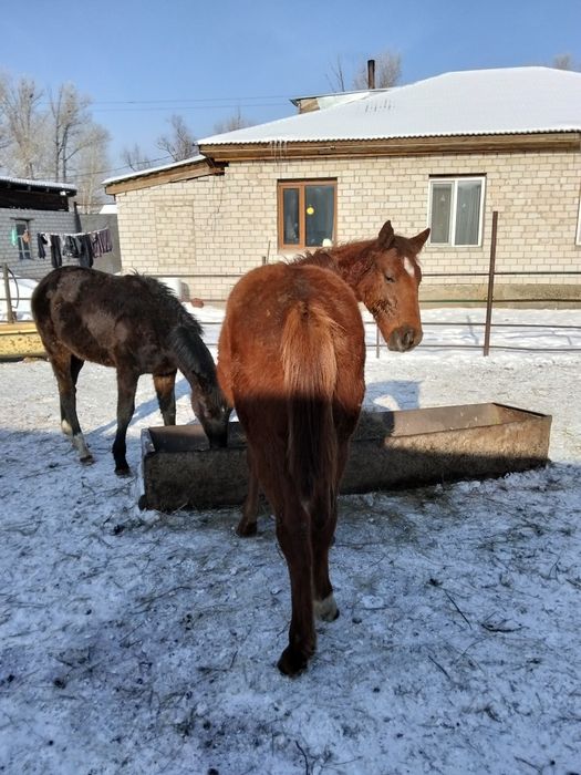 Таза Канды Тайлар сатылады