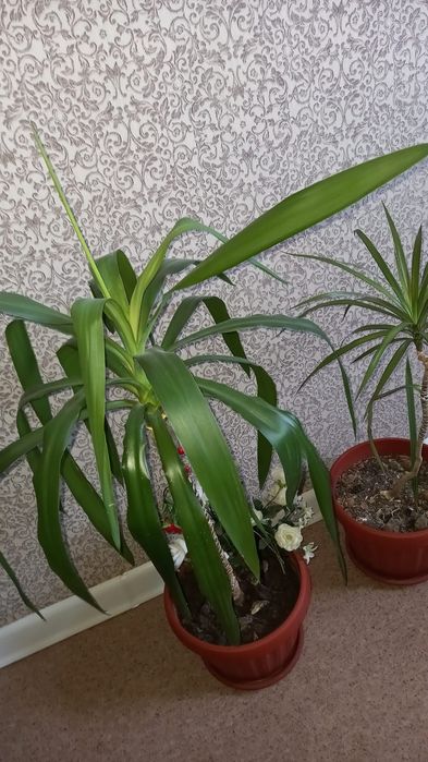 Лечебное Алое домашнее