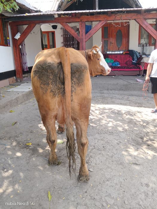 Vand vaca gestanta