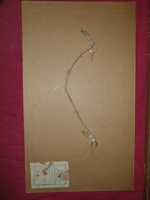 Репродукция картины СССР