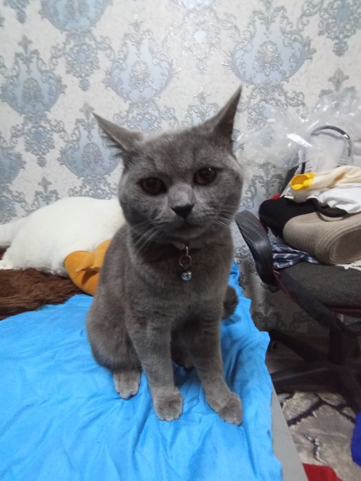 Хочу продать кошку