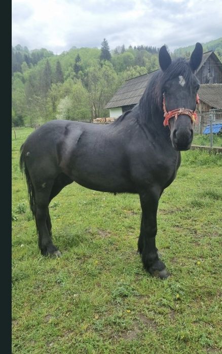 Iapă neagră de vânzare