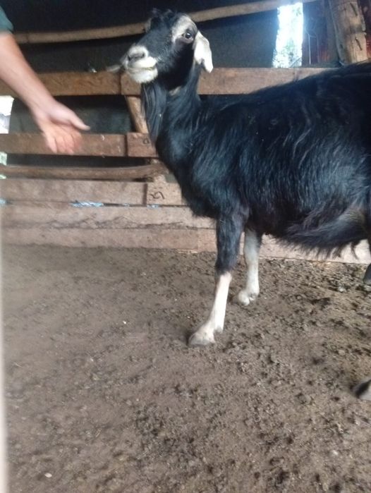 Vind doua capre și un tap