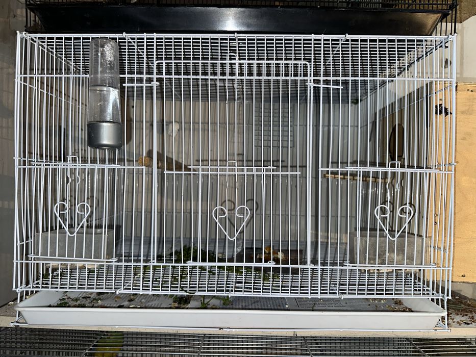 Toti xammasi qafaslari blan xammasi ozni pari blan tayyor