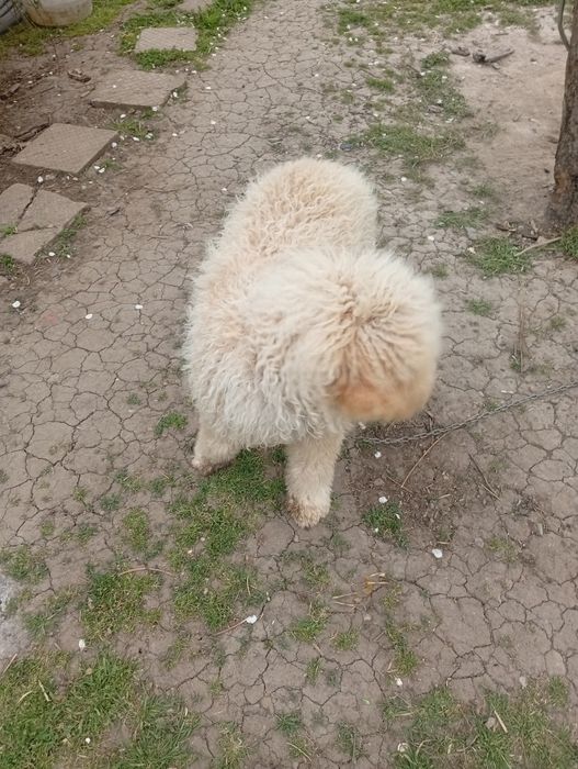 Продавам куче  на шест месеца мъжко Лагото Романьоло