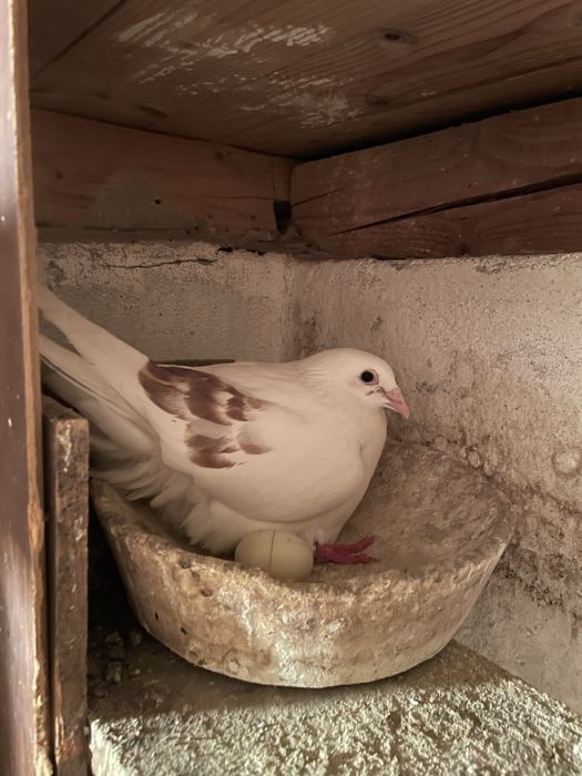 Vand porumbei voiajori