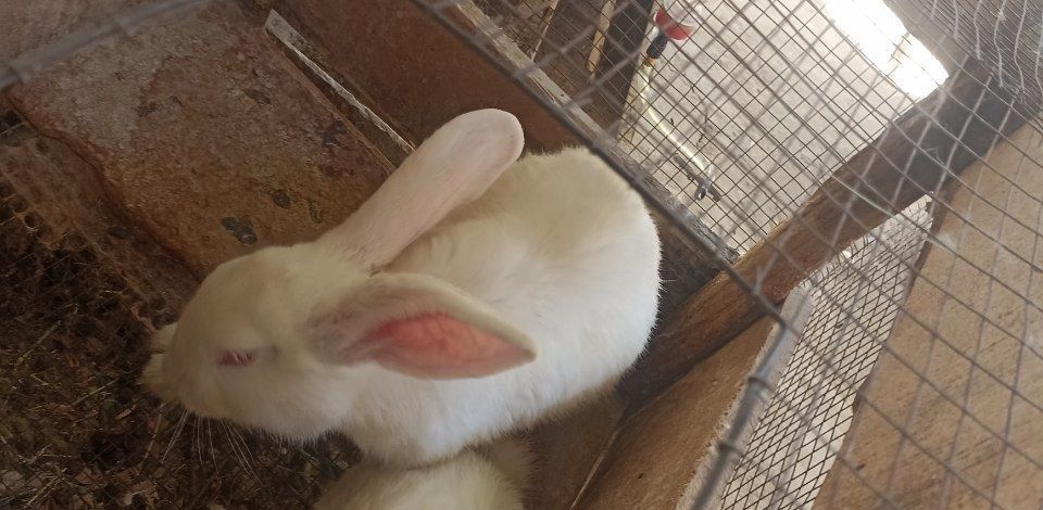 Уй шароитида бокилган великан куёнлар хаммаси угил