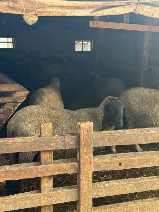 Berbec carabas bulgăresc