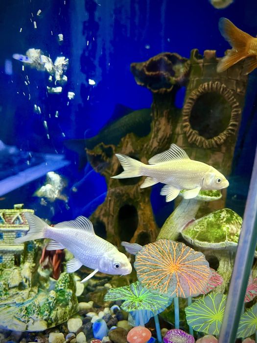 Аквариум с фильтром и лампой 55 литров КАЧЕСТВЕННЫЙ