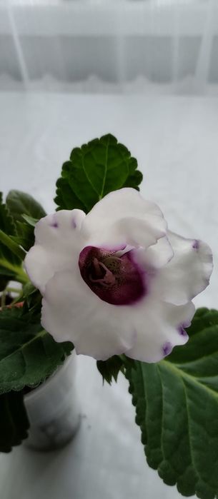 Продам цветы Глоксинии