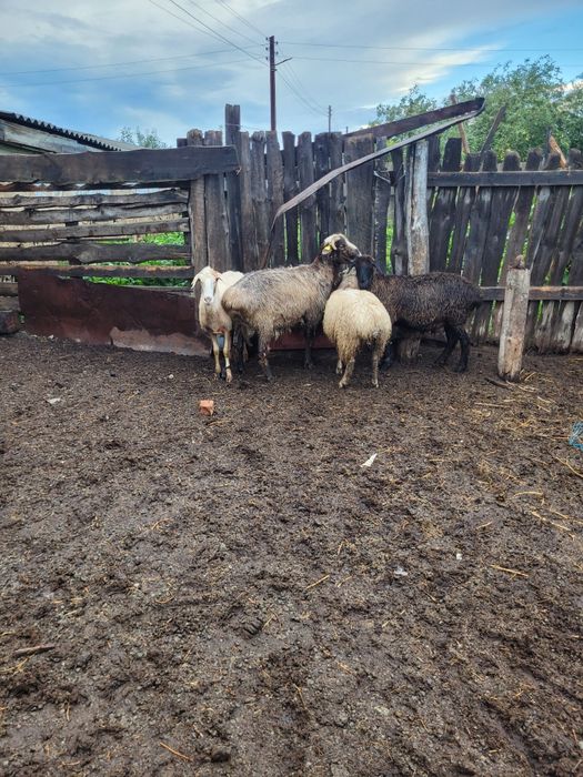 Продам жирного барана