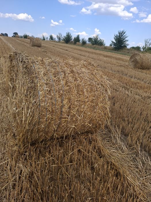 Baloti rotunzi paie de grâu 120x120cm