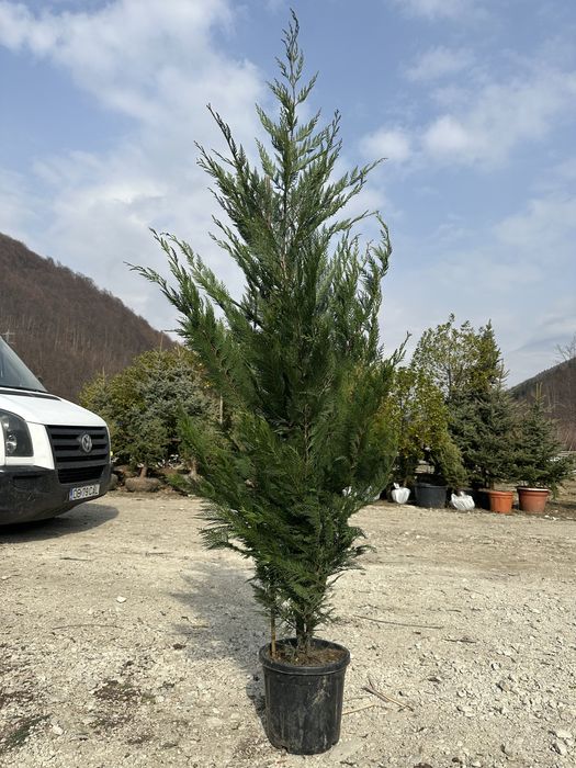 Leylandii la ghiveci