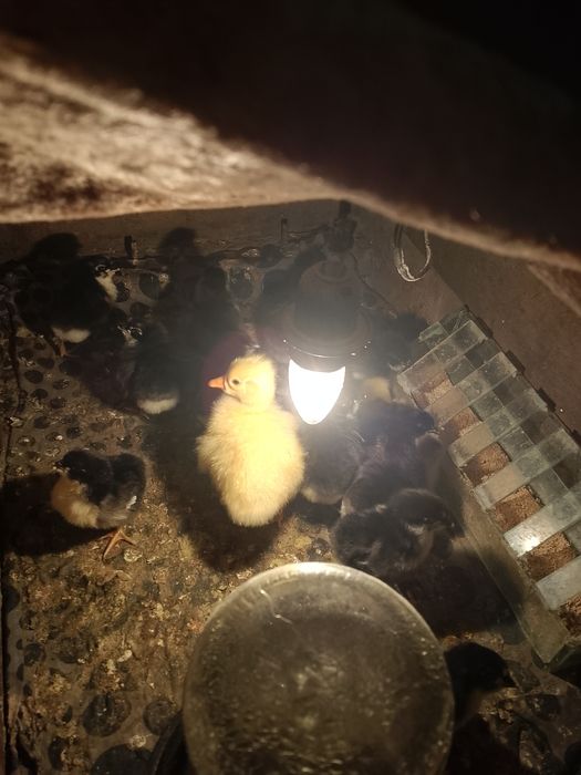 Австролоп жужалари.