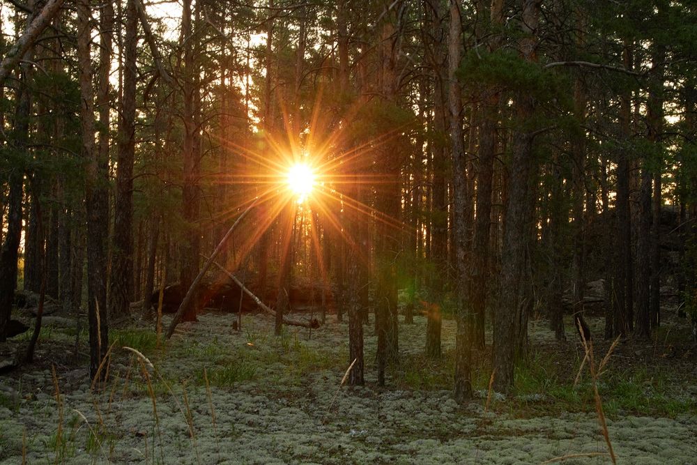 Картина  "природа Казахстана" холс