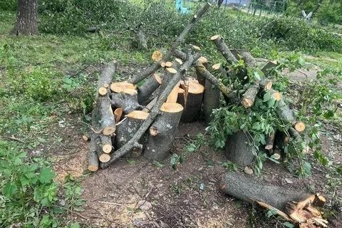 Дрова беслпатные дома лежат