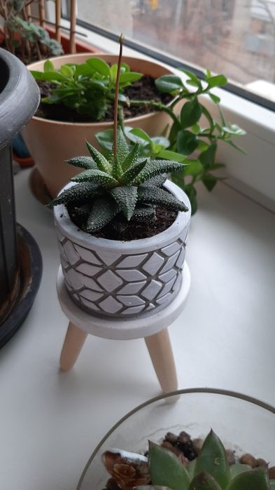 Комнатные цветы отростками