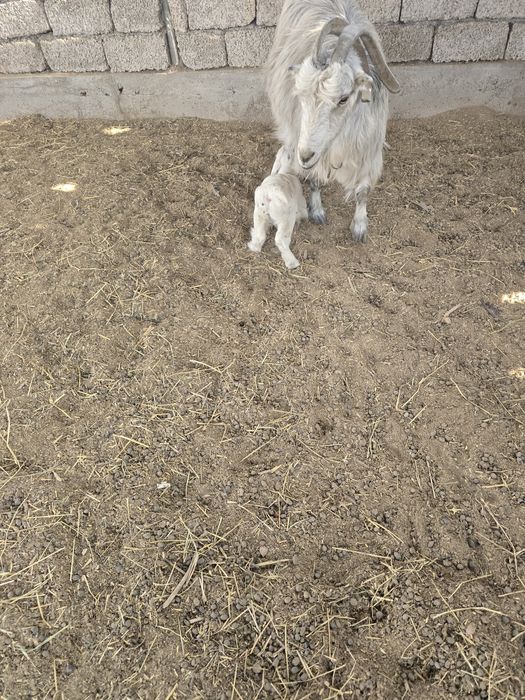 Ечки улоги билан