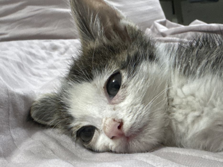 Котенок отдам даром