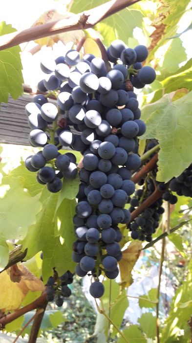 Виноград саженцы