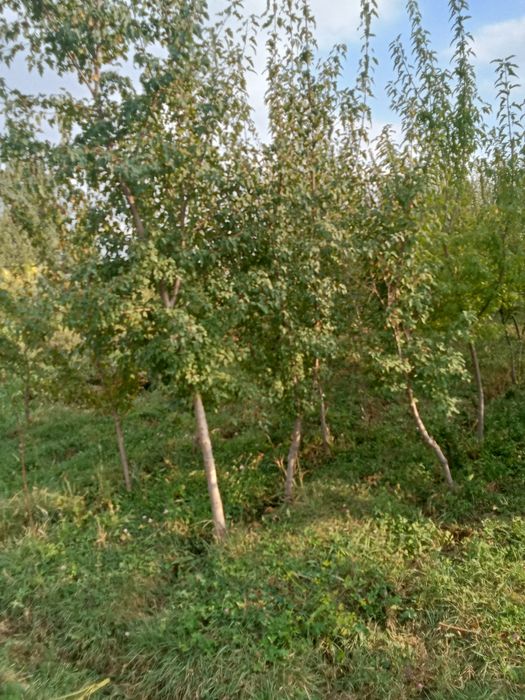 Клен татарский редкий