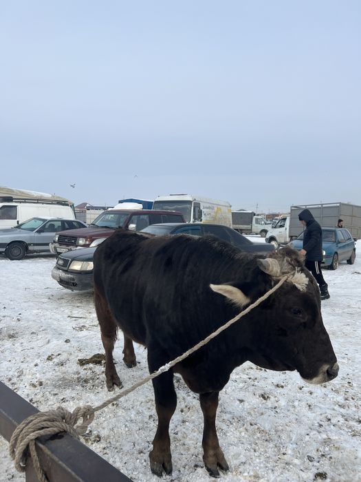 Бычок сатылады 2жасар