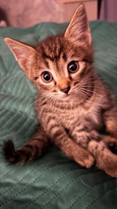 Котята очень ищут дом
