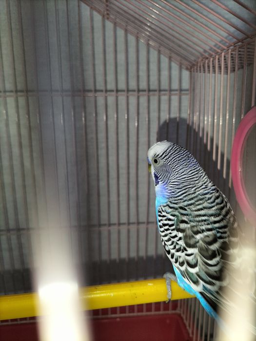 Попугай волнистые