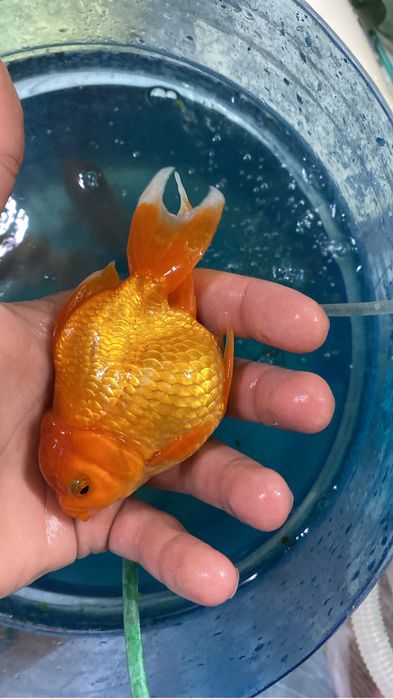 Продаются оранды по приятным ценам