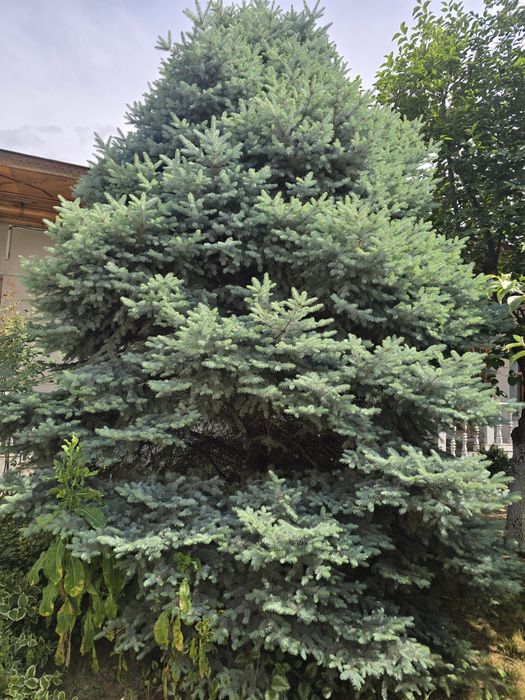 Голубая ель. Шикарная