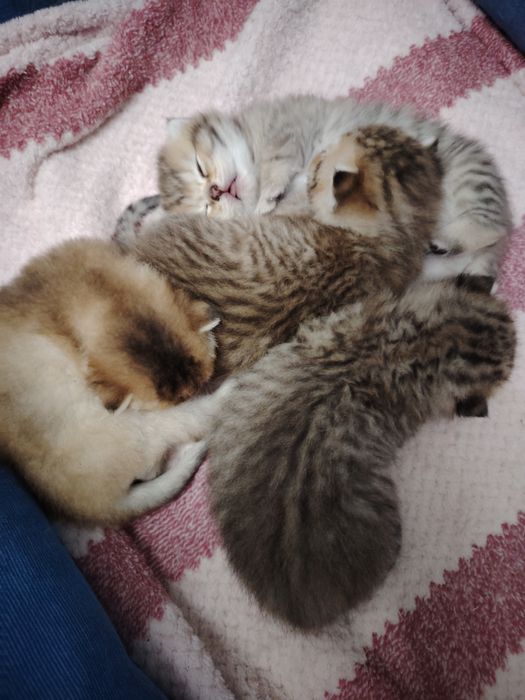 Mushuk sоtilvoti britan shinshilla toza ota va ona ham shinshila