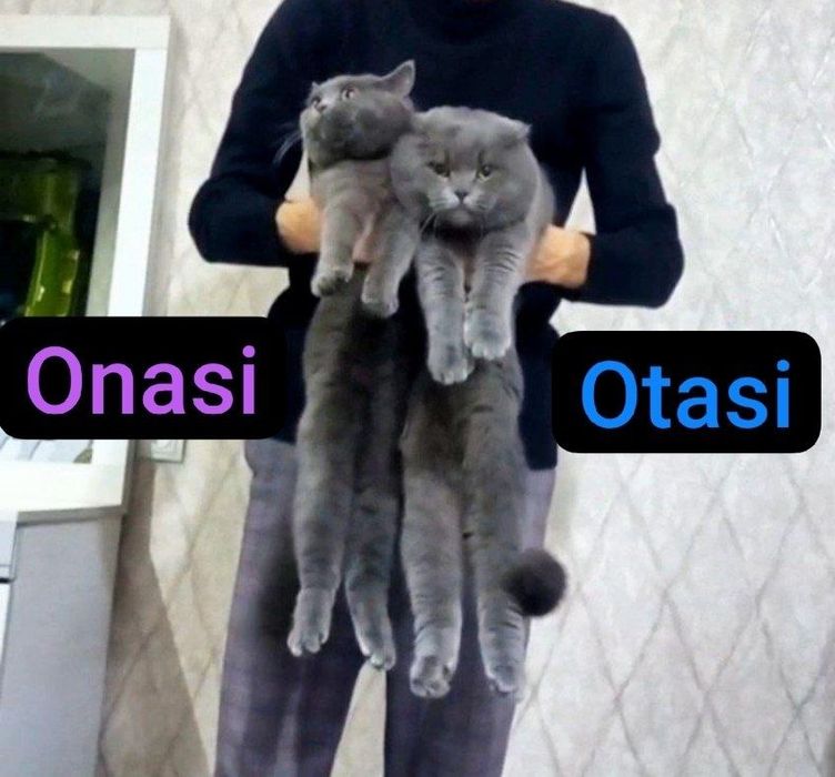 Toza qon juft mushuklar