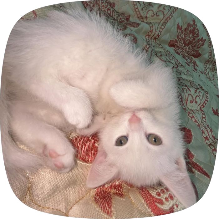 потерялась кошечка !