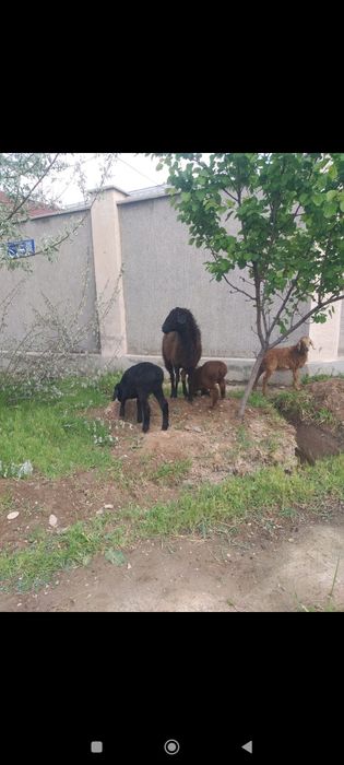 Қозылы қой 130000нан